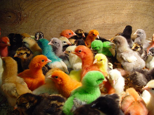 Diversity Clucks