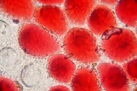 Red geranium petal cells