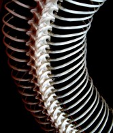 spine